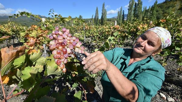 В Крыму заложат 10 тыс. гектаров виноградника